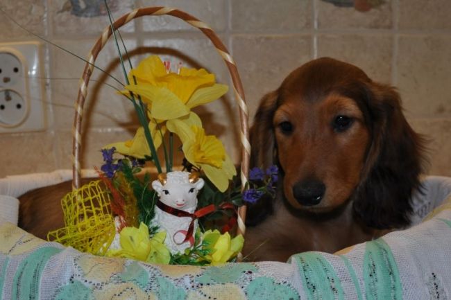 Jamnik d�ugow�osy